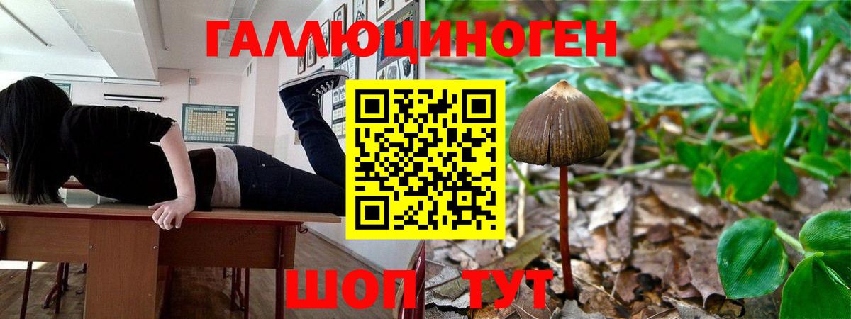 Псилоцибиновые грибы мицелий Алексеевка